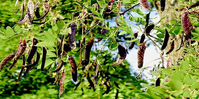 Loại quả dại quen thuộc ở Việt Nam giúp dân bảo vệ rừng, kiếm tiền tỷ: Ở Trung Quốc bán giá gấp 10 lần - Ảnh 1