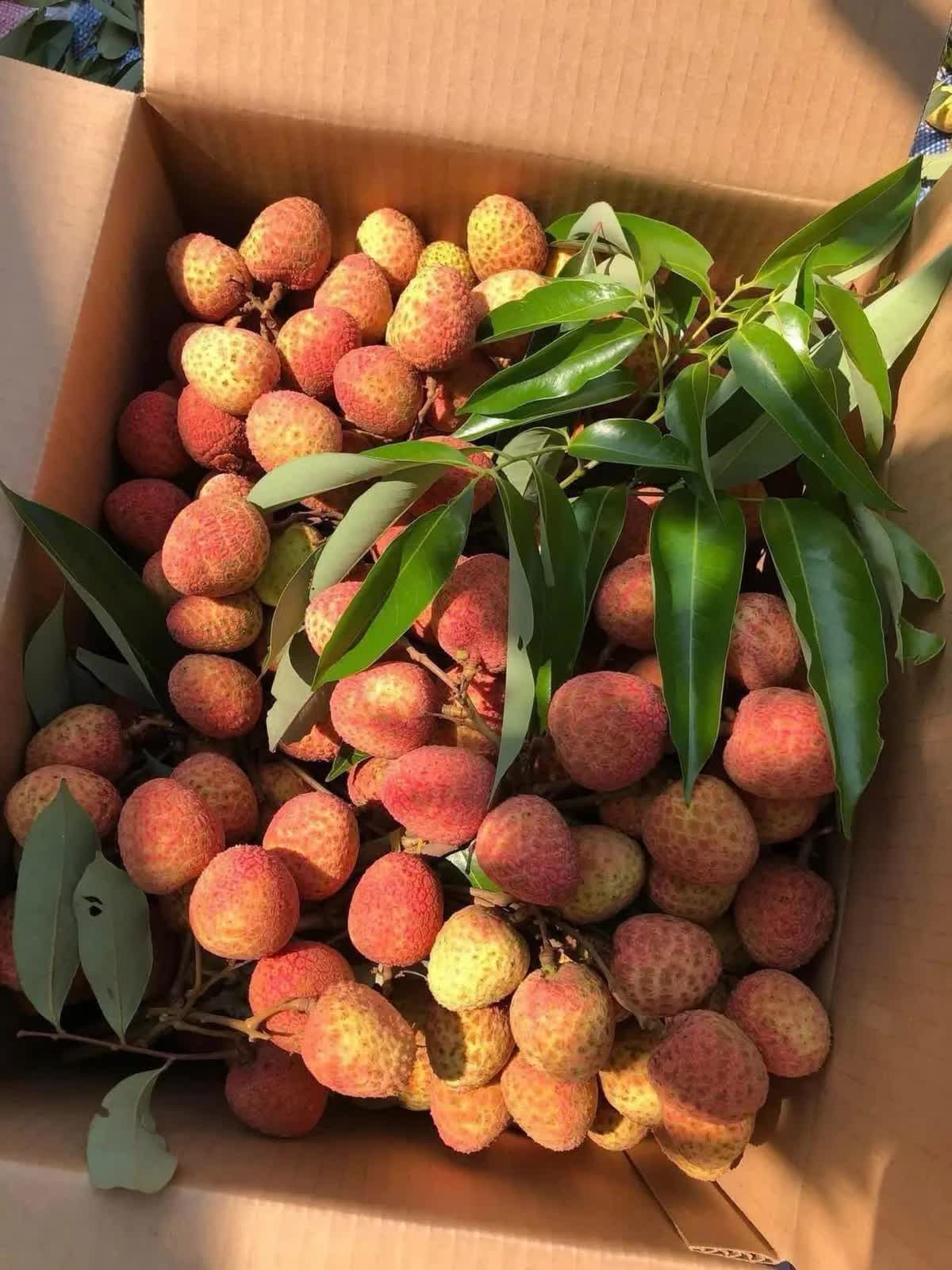 Lô vải thiều đầu tiên của năm 2025 đã được xuất khẩu qua Nhật Bản - Ảnh 2