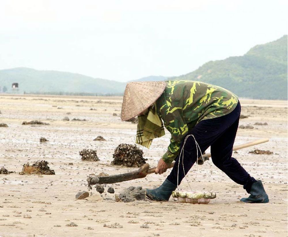 Loài giun biển từng nghĩ đến đã sợ nay lột xác thành 'mì chính của nhà giàu', giá lên đến 10 triệu đồng/kg - Ảnh 2