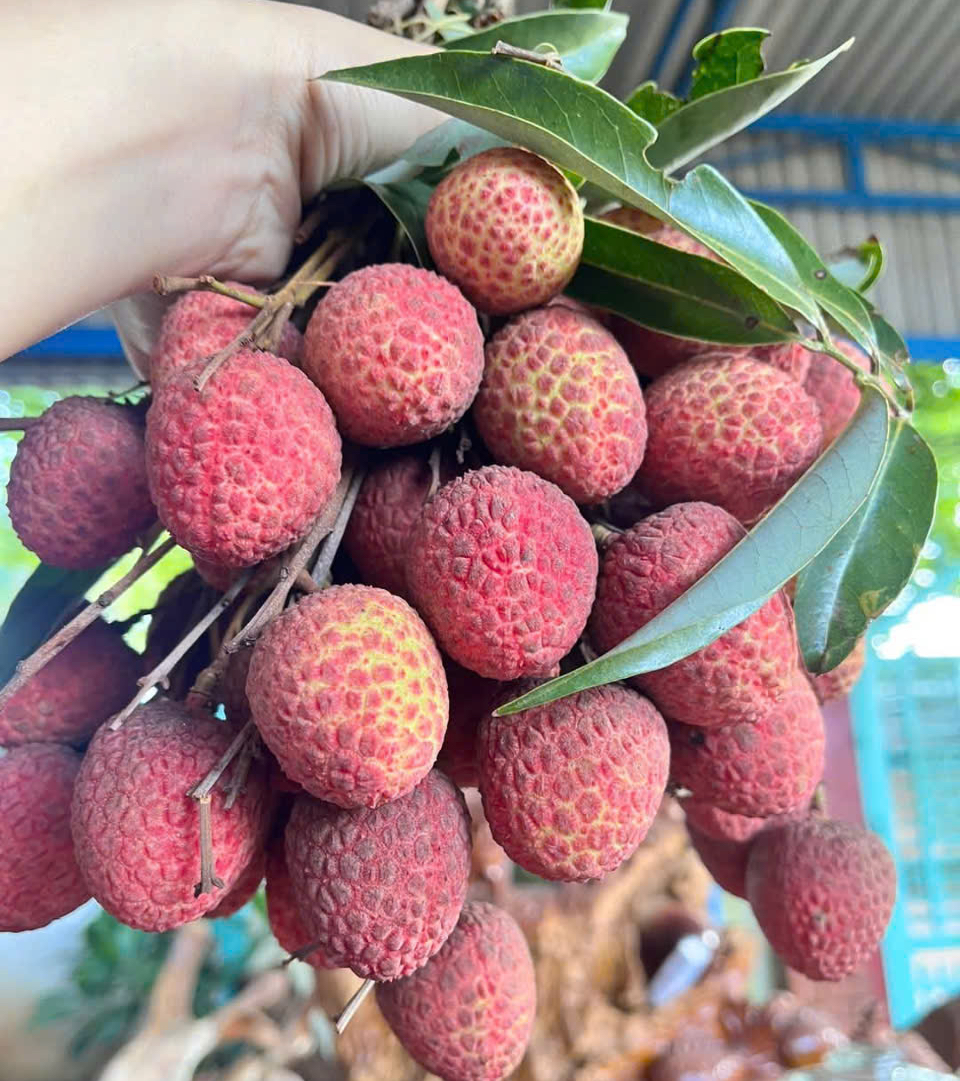 Vải thiều đầu vụ bán 60.000 đồng/kg - Ảnh 1