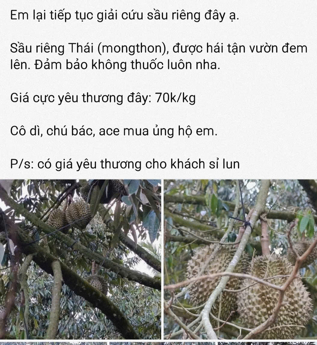 Giá sầu riêng tiếp tục giảm sâu, có loại chỉ còn 25.000 đồng/kg - Ảnh 1