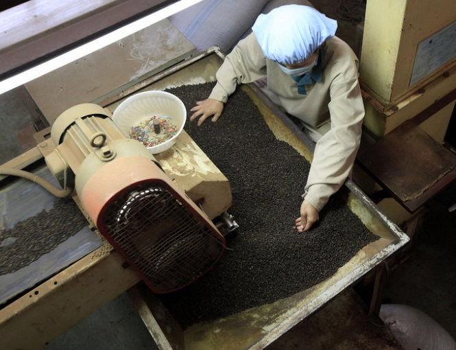 Một loại "vàng đen' của nông sản Việt đang được nước giàu nhất châu Âu săn lùng, chi tới gần 50 triệu USD để nhập khẩu trong 4 tháng qua - Ảnh 1