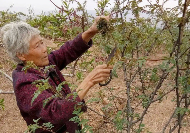 Cây xưa chỉ trồng lấy quả, nay ngắt lá đem bán cũng ra tiền - Ảnh 1
