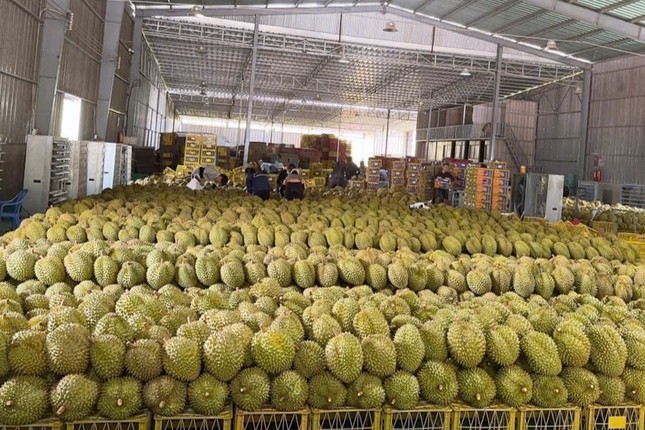 'Vua trái cây' rớt giá thảm: Đằng sau việc nhà nhà, người người trồng sầu riêng - Ảnh 2