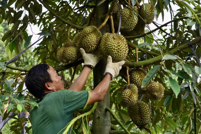 Kết quả kiểm tra chất cấm trong sầu riêng Lâm Đồng - Ảnh 1