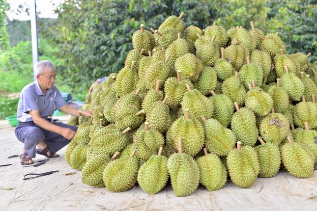 Kết quả kiểm tra chất cấm trong sầu riêng Lâm Đồng - Ảnh 2