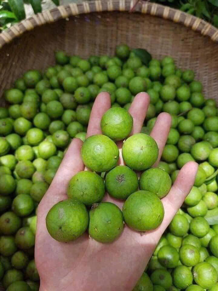 Loại quả chát xít, ngày xưa ăn với muối ớt “cho vui”, giờ thành đặc sản phố cổ Hà Nội khiến khách Tây phát cuồng - Ảnh 2