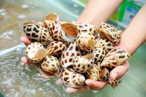 Trung Quốc bất ngờ tăng mạnh nhập khẩu ốc từ Việt Nam - Ảnh 2