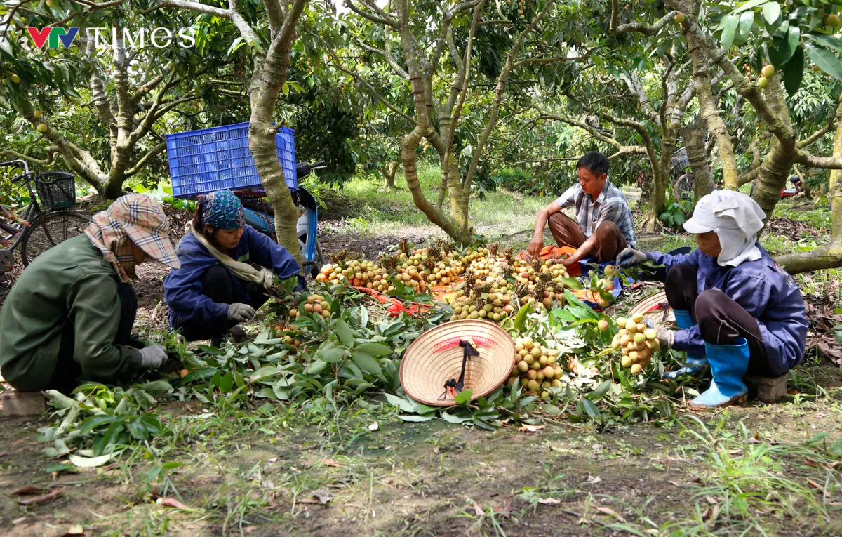 Hải Dương mở cửa vườn, xuất khẩu lô vải đầu tiên năm 2025 - Ảnh 3