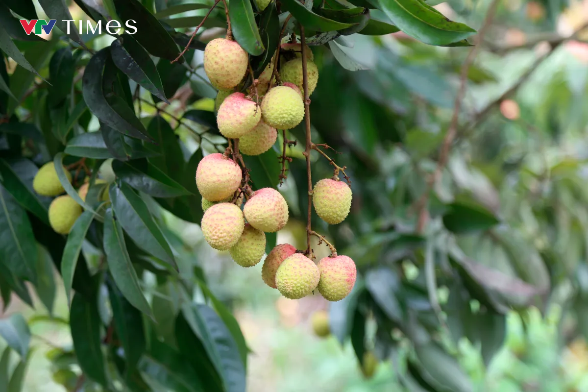 Hải Dương mở cửa vườn, xuất khẩu lô vải đầu tiên năm 2025 - Ảnh 4