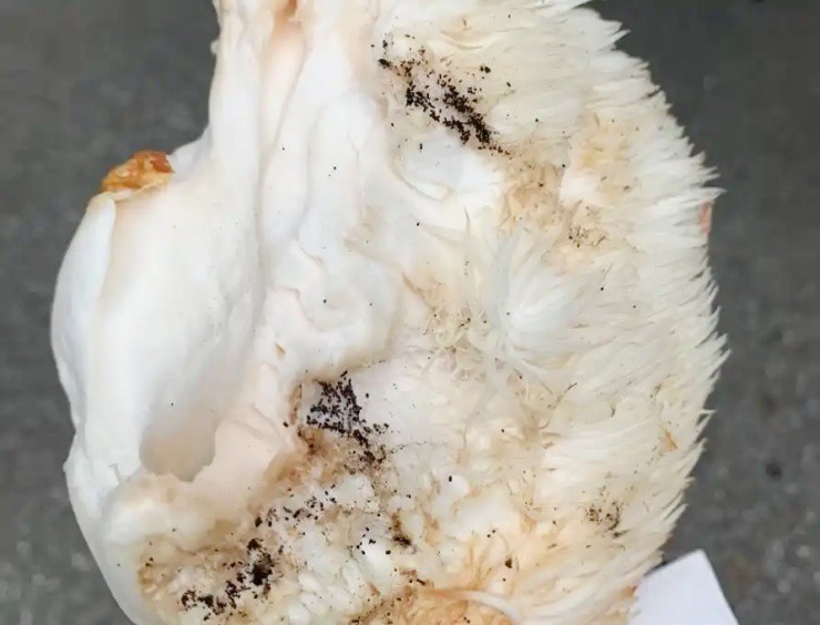 Vài triệu 1kg “thực phẩm của hoàng đế”, ở Việt Nam cũng nuôi trồng được - Ảnh 4