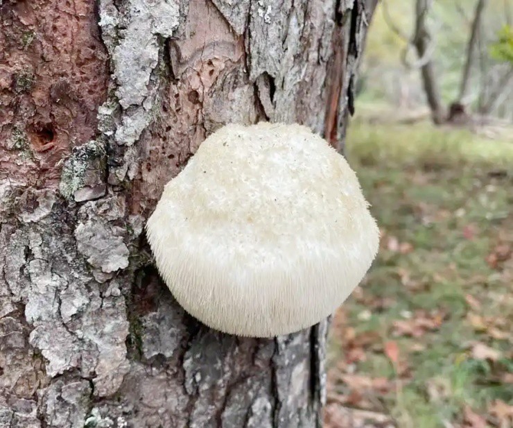 Vài triệu 1kg “thực phẩm của hoàng đế”, ở Việt Nam cũng nuôi trồng được - Ảnh 1