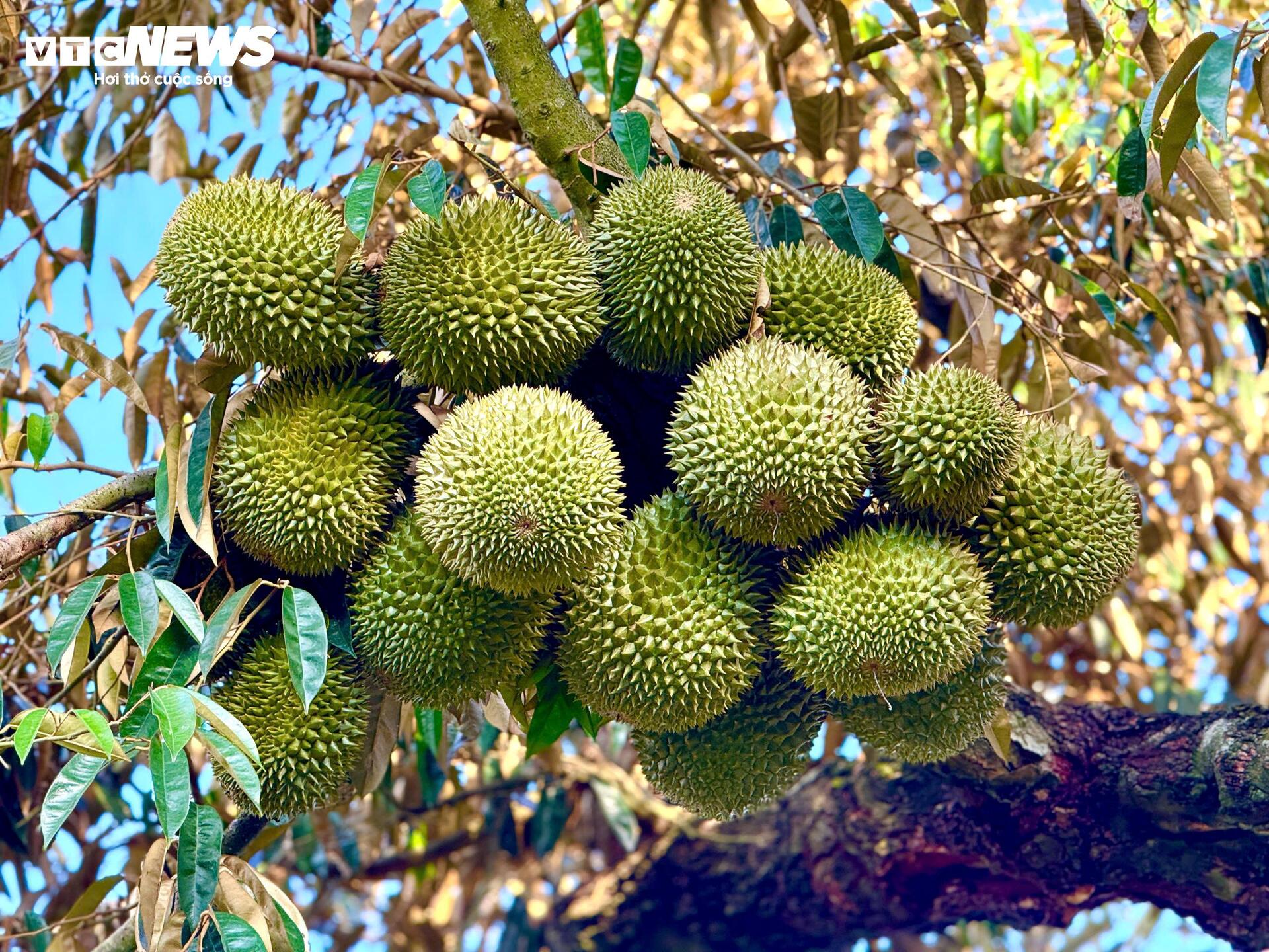 Sầu riêng rớt giá thê thảm, làm sao ‘giảm phụ thuộc vào thị trường tỷ USD’? - Ảnh 8