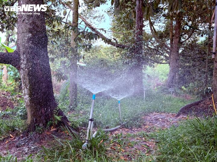 Chuyên gia 'vạch trần' cách cadimi âm thầm 'đầu độc' ngành sầu riêng - Ảnh 8