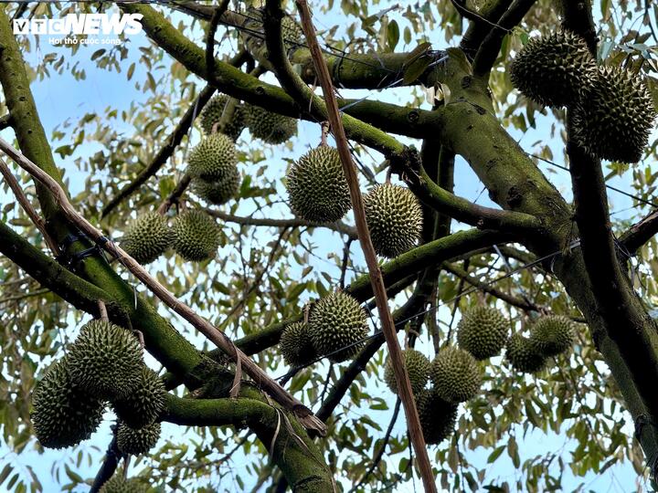 Chuyên gia 'vạch trần' cách cadimi âm thầm 'đầu độc' ngành sầu riêng - Ảnh 1