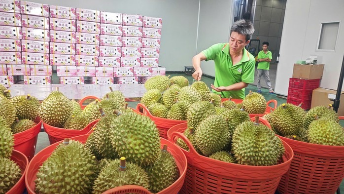 Cục Hải quan chỉ đạo ưu tiên thông quan mặt hàng sầu riêng - Ảnh 1