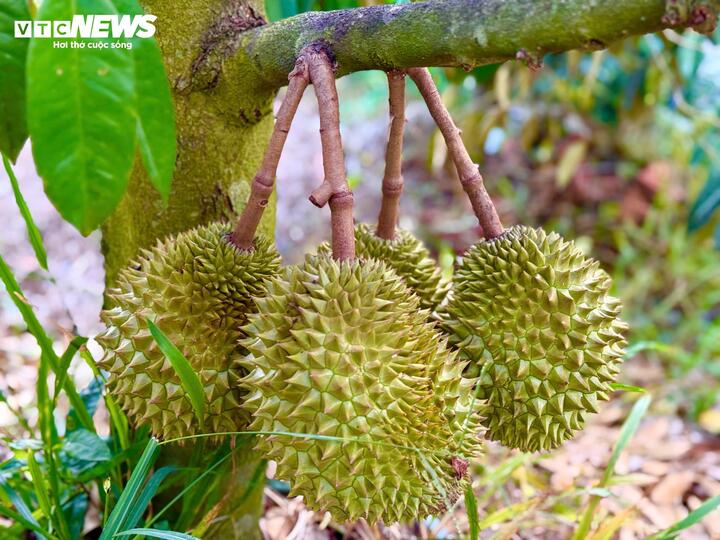 Chuyên gia 'vạch trần' cách cadimi âm thầm 'đầu độc' ngành sầu riêng - Ảnh 5