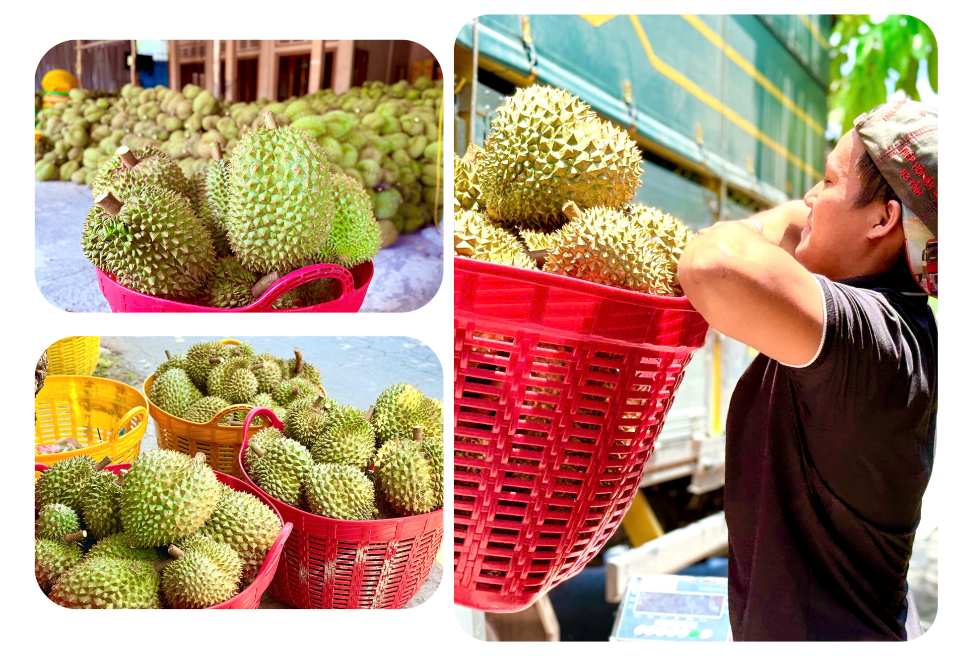 Sầu riêng rớt giá thê thảm, làm sao ‘giảm phụ thuộc vào thị trường tỷ USD’? - Ảnh 3