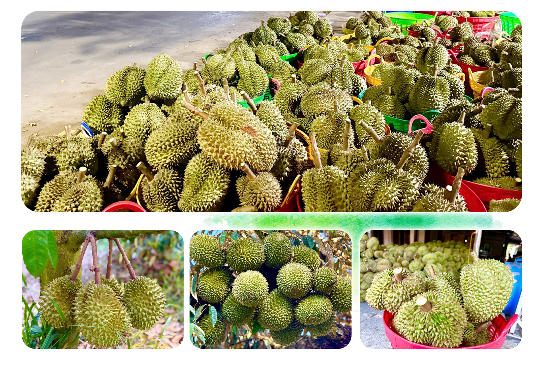 Sầu riêng rớt giá thê thảm, làm sao ‘giảm phụ thuộc vào thị trường tỷ USD’? - Ảnh 5