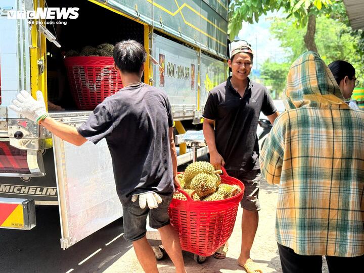 Chuyên gia 'vạch trần' cách cadimi âm thầm 'đầu độc' ngành sầu riêng - Ảnh 3
