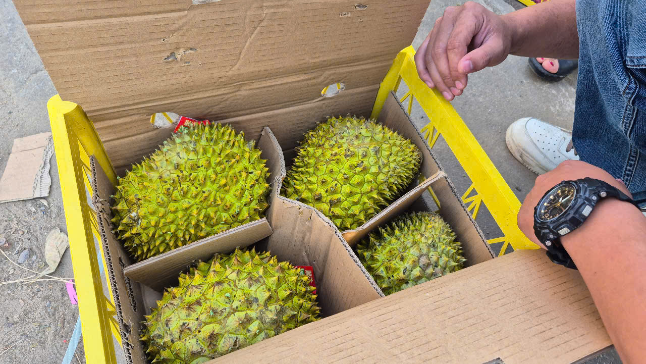 Sầu riêng vừa đón tin vui từ Trung Quốc - Ảnh 1