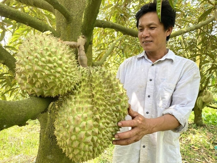 Kiểm soát chặt sầu riêng từ vườn đến xuất khẩu, xử lý hình sự nếu vi phạm nặng - Ảnh 2