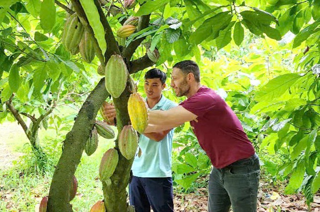 Ca cao khan hiếm giữa ‘cơn sốt’ giá kỷ lục - Ảnh 1