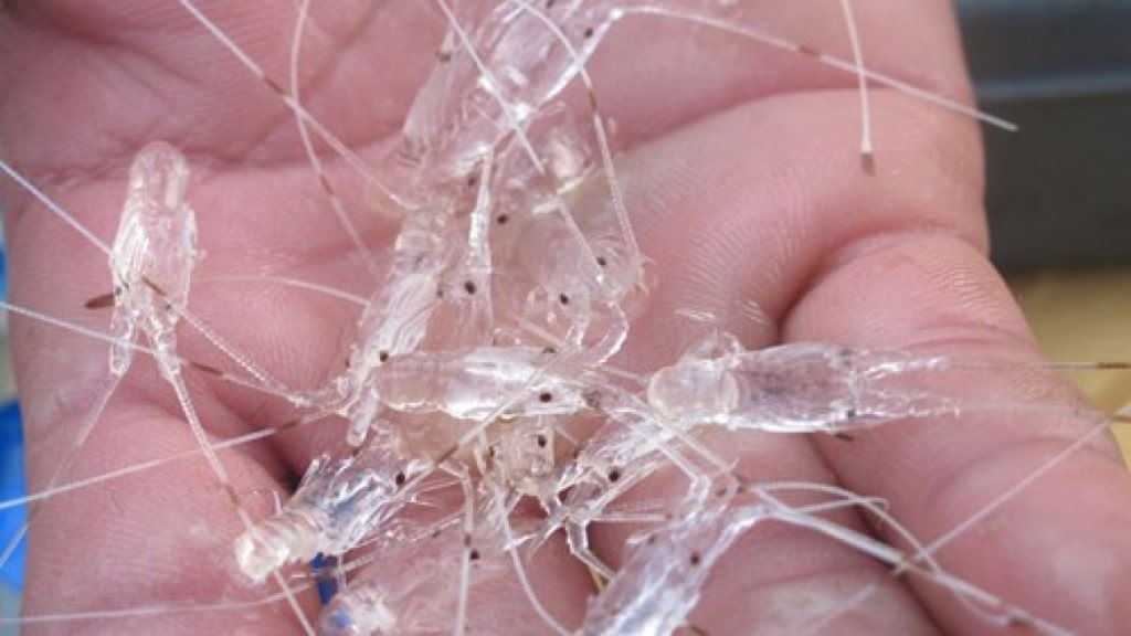 Khánh Hòa tiêu hủy gần 850.000 con tôm hùm - Ảnh 2