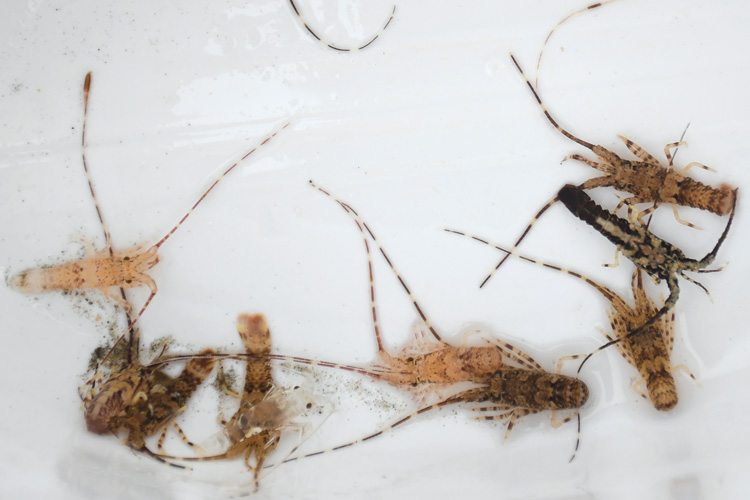 Khánh Hòa tiêu hủy gần 850.000 con tôm hùm - Ảnh 3