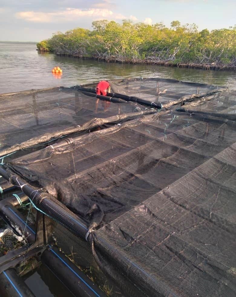 Chỉ sau hơn 120 ngày, loài vật tỷ USD của Việt Nam trở thành hiện tượng mới ở Cuba - Ảnh 2