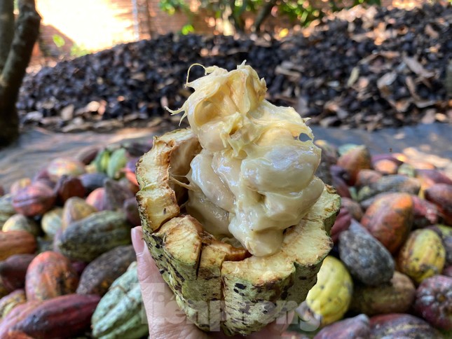 Ca cao khan hiếm giữa ‘cơn sốt’ giá kỷ lục - Ảnh 3