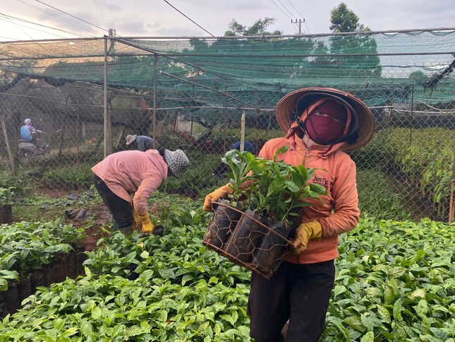 Cây cà phê giống 'cháy' hàng - Ảnh 1