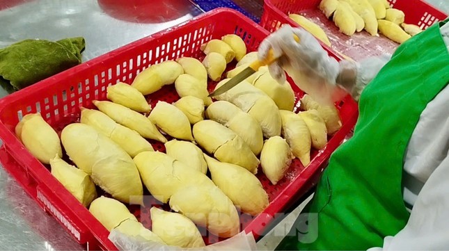 'Báo động đỏ' sầu riêng Việt Nam - Ảnh 1