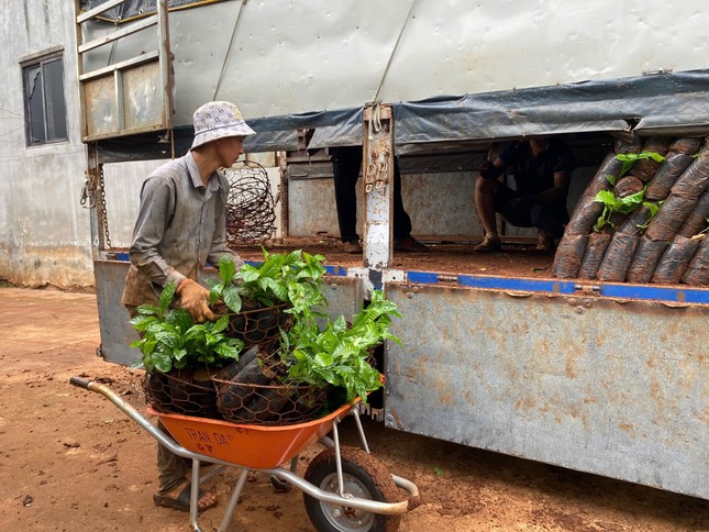 Cây cà phê giống 'cháy' hàng - Ảnh 2