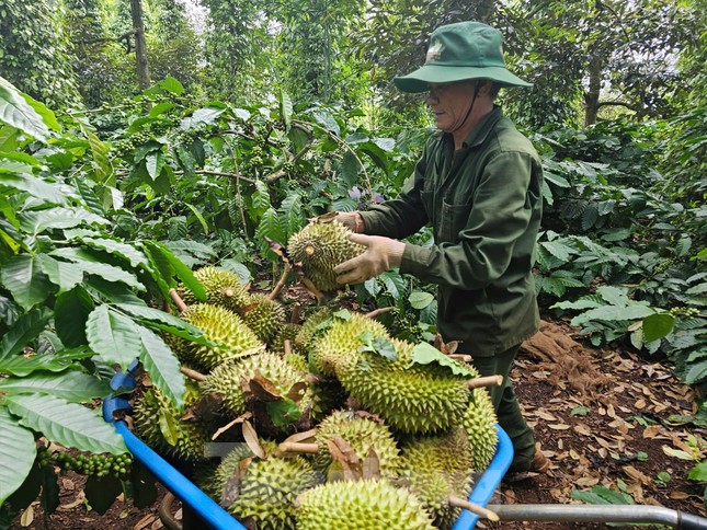 'Báo động đỏ' sầu riêng Việt Nam - Ảnh 2