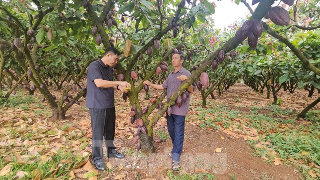 Ca cao khan hiếm giữa ‘cơn sốt’ giá kỷ lục - Ảnh 4