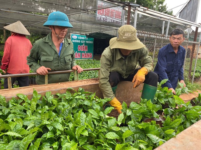 Cây cà phê giống 'cháy' hàng - Ảnh 3