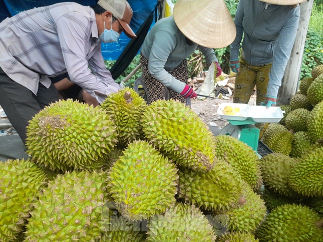 Sầu riêng ‘rẻ như bèo’ bán đầy đường - Ảnh 5