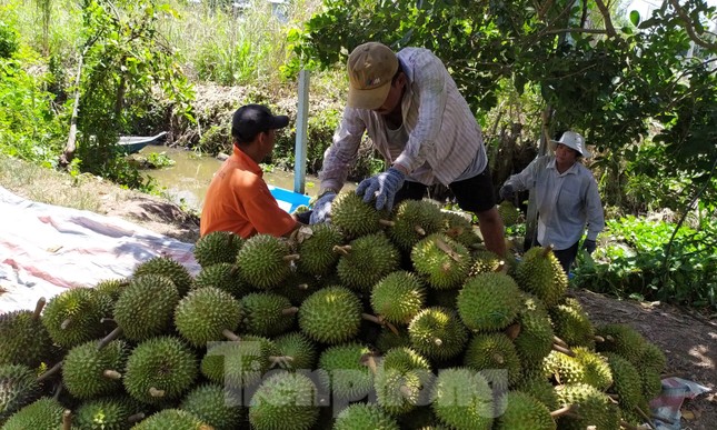 Sầu riêng ‘rẻ như bèo’ bán đầy đường - Ảnh 10