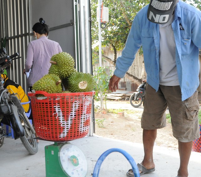 Sầu riêng ‘rẻ như bèo’ bán đầy đường - Ảnh 8