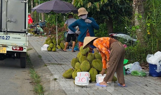 Giá lao dốc, xuất khẩu bất thành, người trồng sầu riêng vỡ mộng? - Ảnh 1