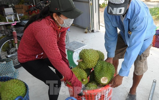 Sầu riêng ‘rẻ như bèo’ bán đầy đường - Ảnh 7