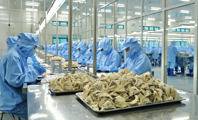 Lý do người Trung Quốc chưa biết nhiều về tổ yến Việt Nam - Ảnh 2