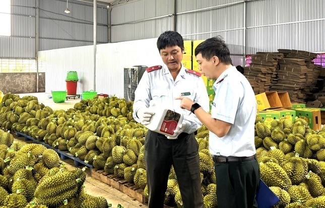 Bất ngờ thông tin sầu riêng nhiễm chất cấm - Ảnh 1