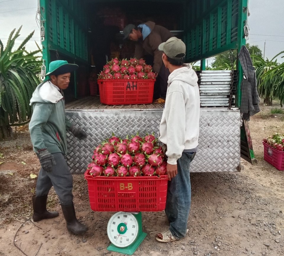 Thanh long Bình Thuận rớt giá sâu đầu vụ, nhà vườn lao đao - Ảnh 1