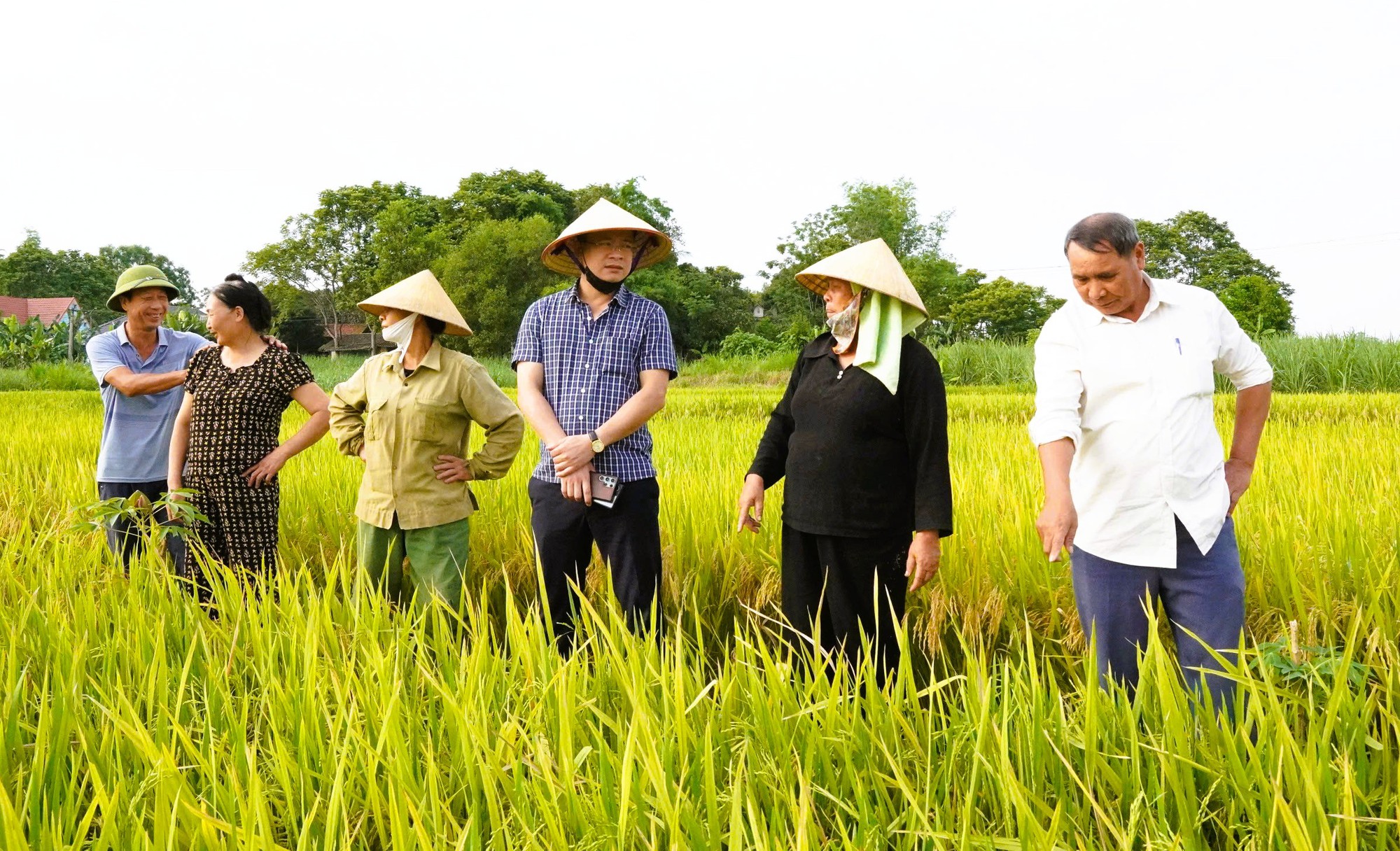 Nông dân mất mùa vì hàng chục ha lúa không chịu… "cúi đầu" - Ảnh 2