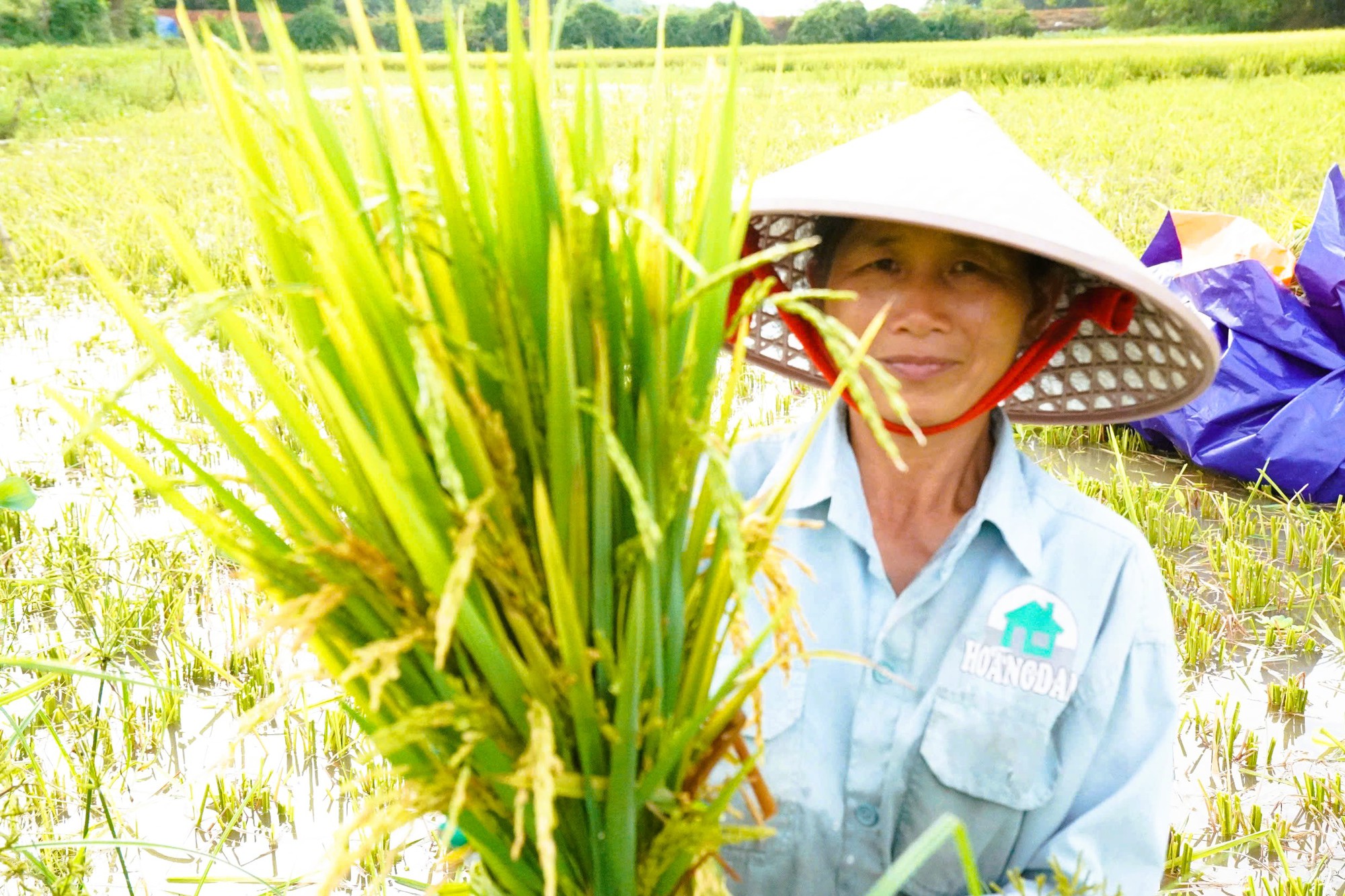 Nông dân mất mùa vì hàng chục ha lúa không chịu… "cúi đầu" - Ảnh 1