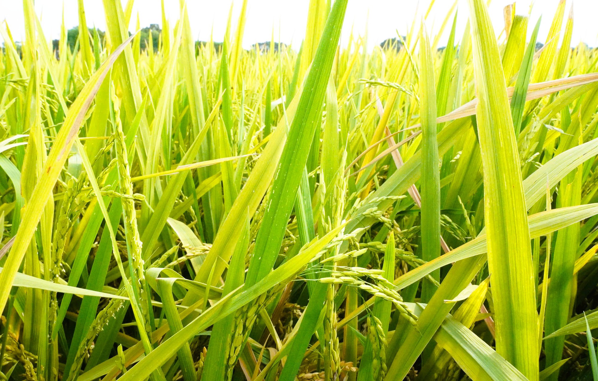 Nông dân mất mùa vì hàng chục ha lúa không chịu… "cúi đầu" - Ảnh 3