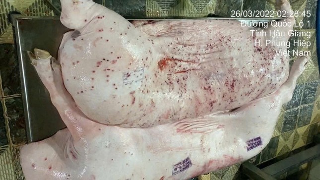 Sóc Trăng kiểm tra cơ sở kinh doanh thịt heo sau phản ánh gây xôn xao - Ảnh 1