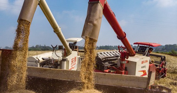 Hàng trăm nghìn tấn 'hạt vàng' từ Mỹ ồ ạt đổ bộ Việt Nam với giá cực rẻ: thuế nhập khẩu 0%, là thứ cả thế giới thèm khát